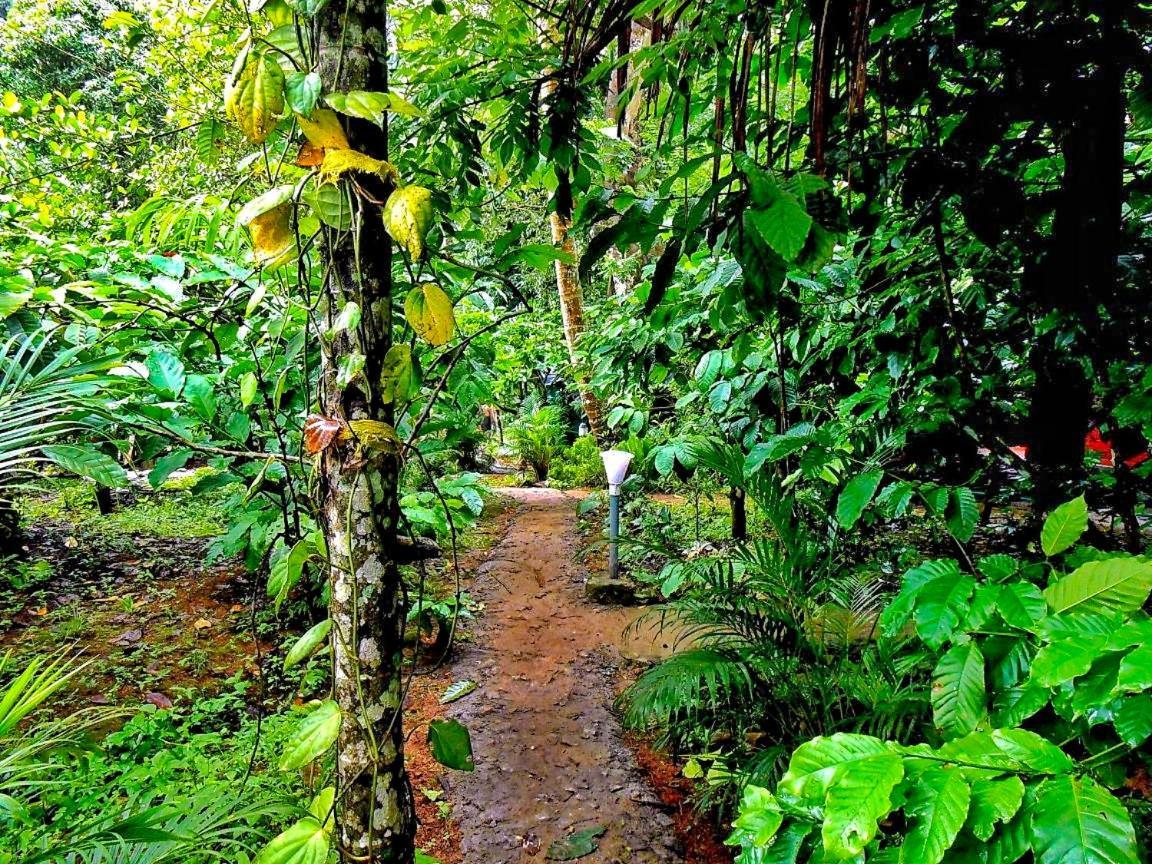 Wooden Cottages Glen Wayanad Meppādi Extérieur photo