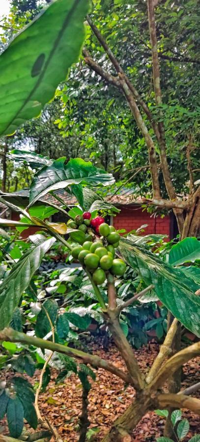 Wooden Cottages Glen Wayanad Meppādi Extérieur photo