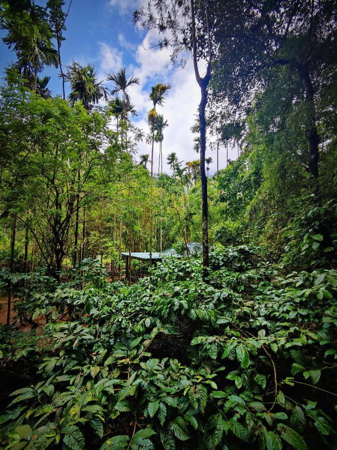 Wooden Cottages Glen Wayanad Meppādi Extérieur photo